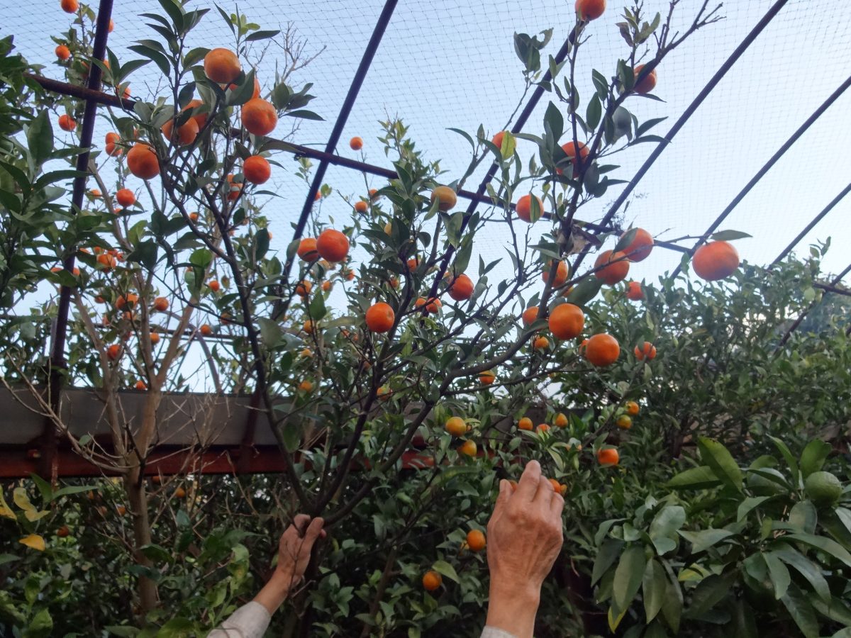 世界でここだけの柑橘　その二